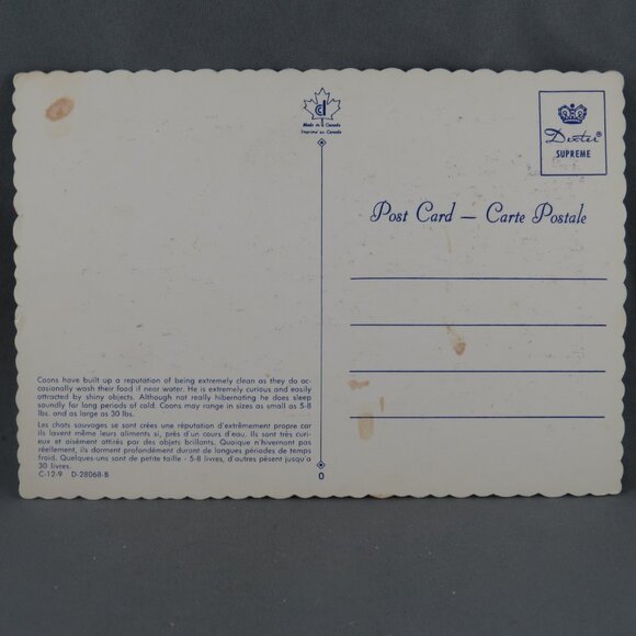 Vintage Postcard - Ricky Raccoon - Dexter Press - Picture 2 of 4